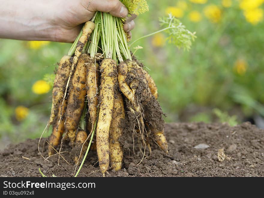 Holding Bunch Of Yellow Carrots.