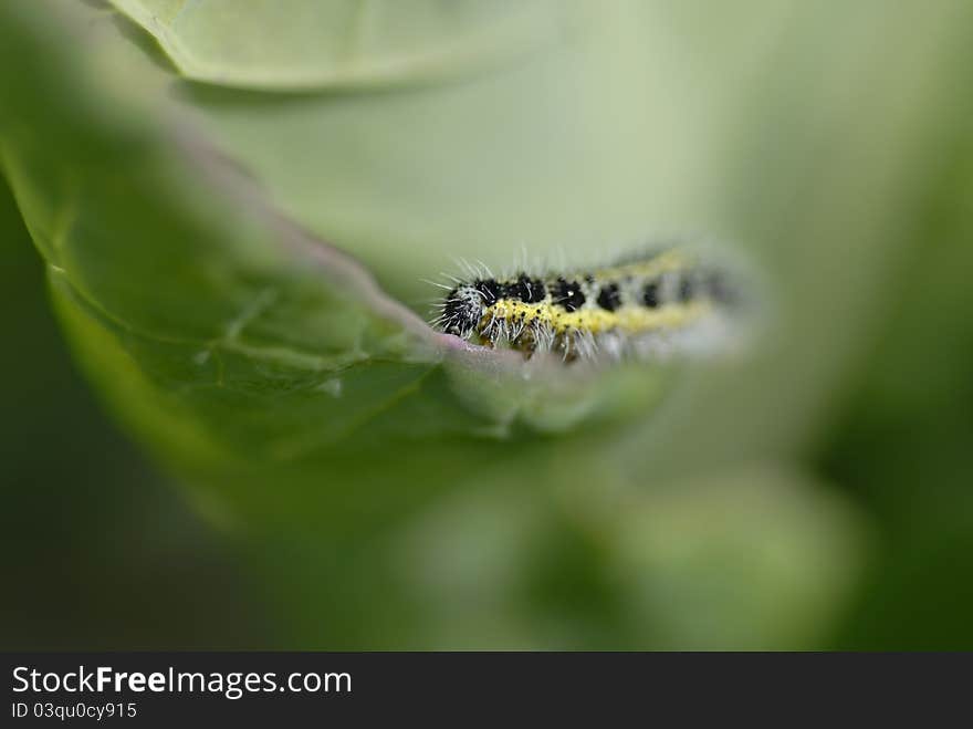 Catipillar eating cabbage leaf.