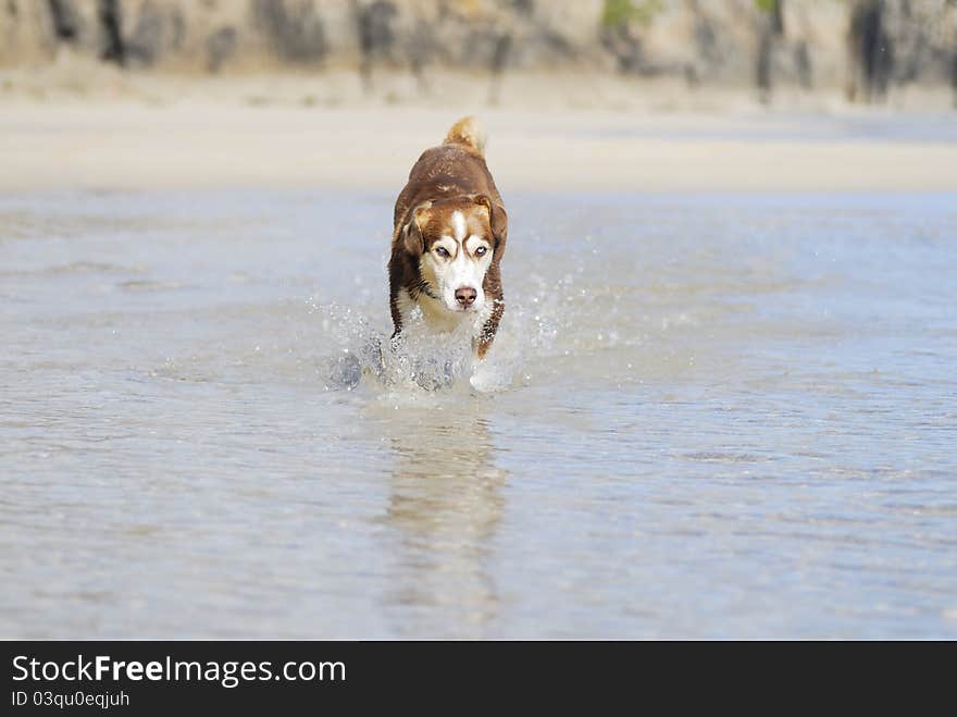 Husky dog splashing through the sea.