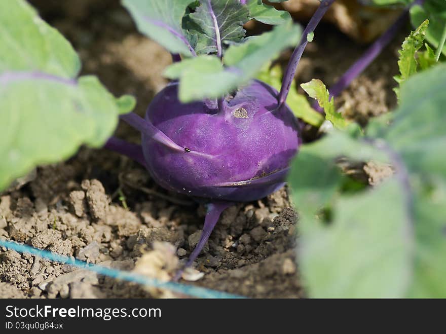 Kohlrabi (German turnip).