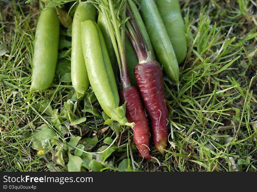 Bunch of Red Dragon carrots.