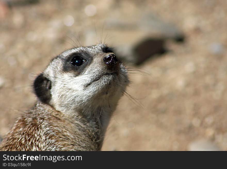 Close Up of a Meerkat Sentry