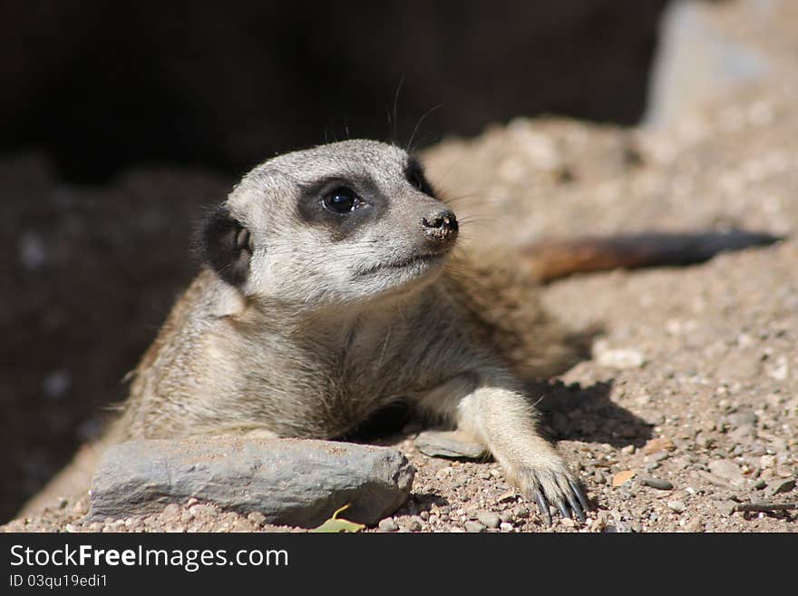 Close Up of a Meerkat Sentry