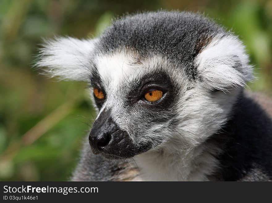 Closeup of a Ring-tailed Lemeur