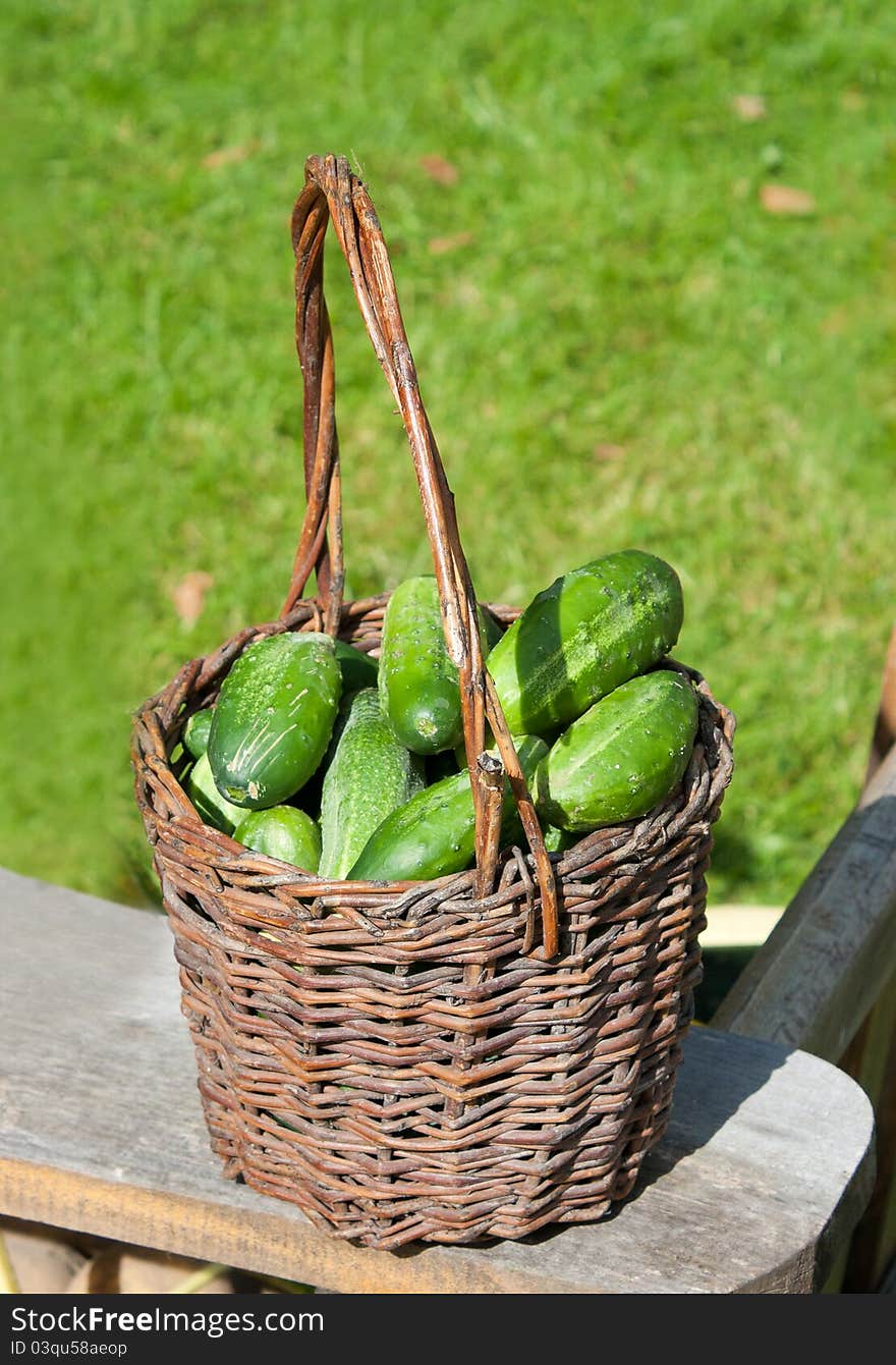 Fresh green cucumbers in the basket