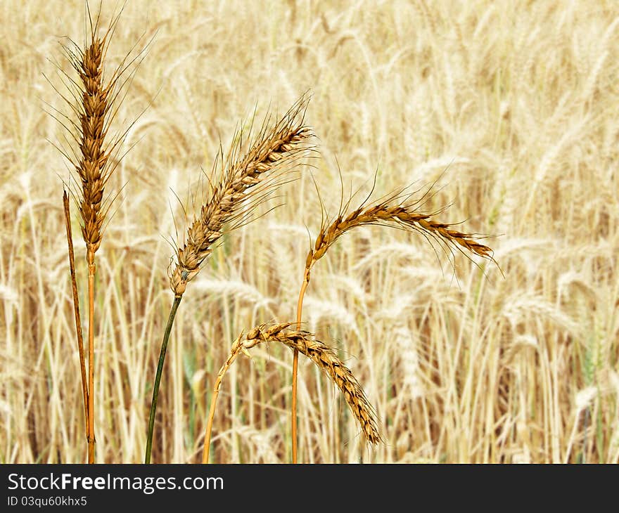 Wheat Field