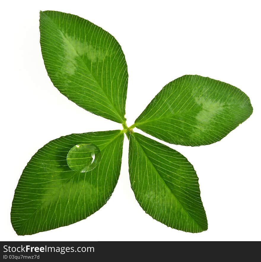 Clover with drop on white background