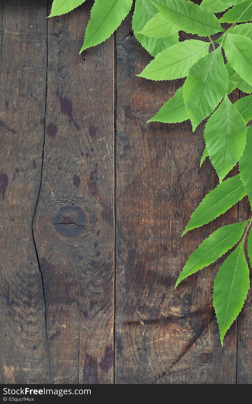 Branch with freshnes green leaves against old wooden surface. Branch with freshnes green leaves against old wooden surface