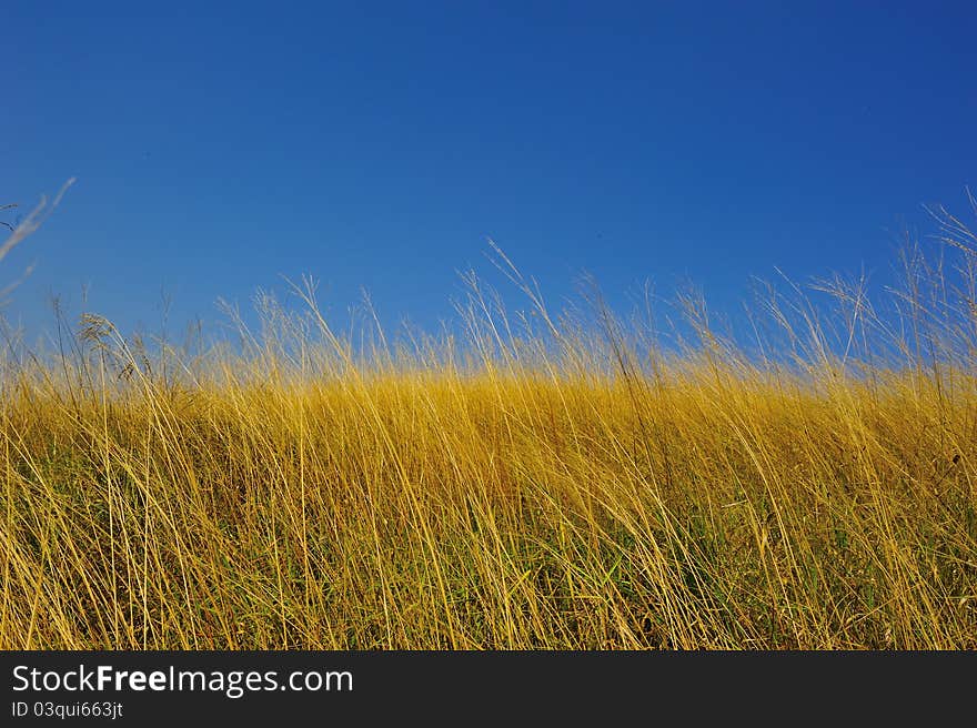 Yellow grass with blue sky