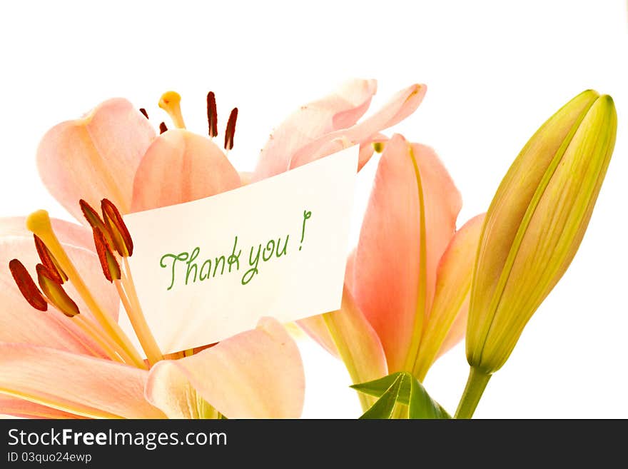 Beautiful pink lilies on a white background