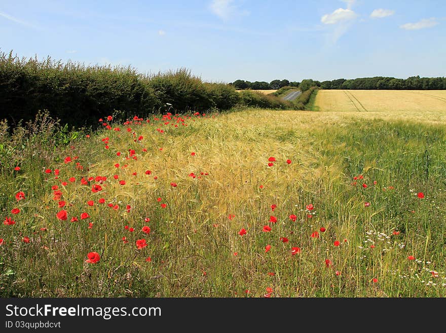 Poppies in a wheat field