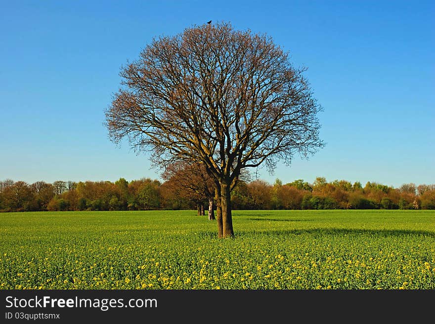 Trees In A Rapeseed Field