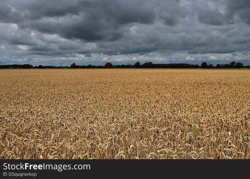 Wheat field in a storm