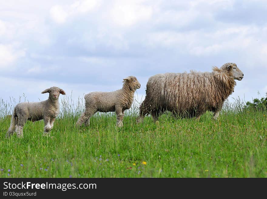 Sheep and its lambs