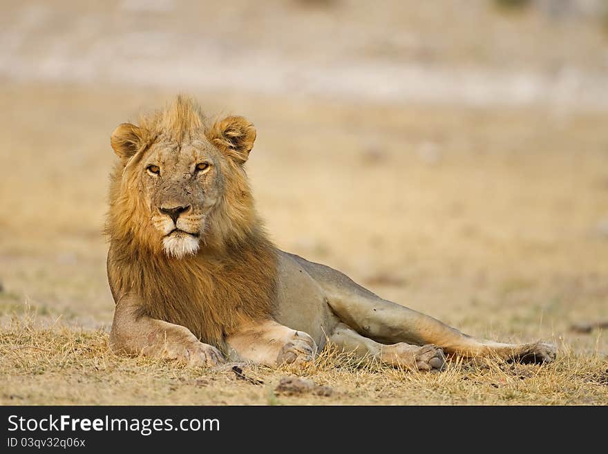 Male lion laying in open field