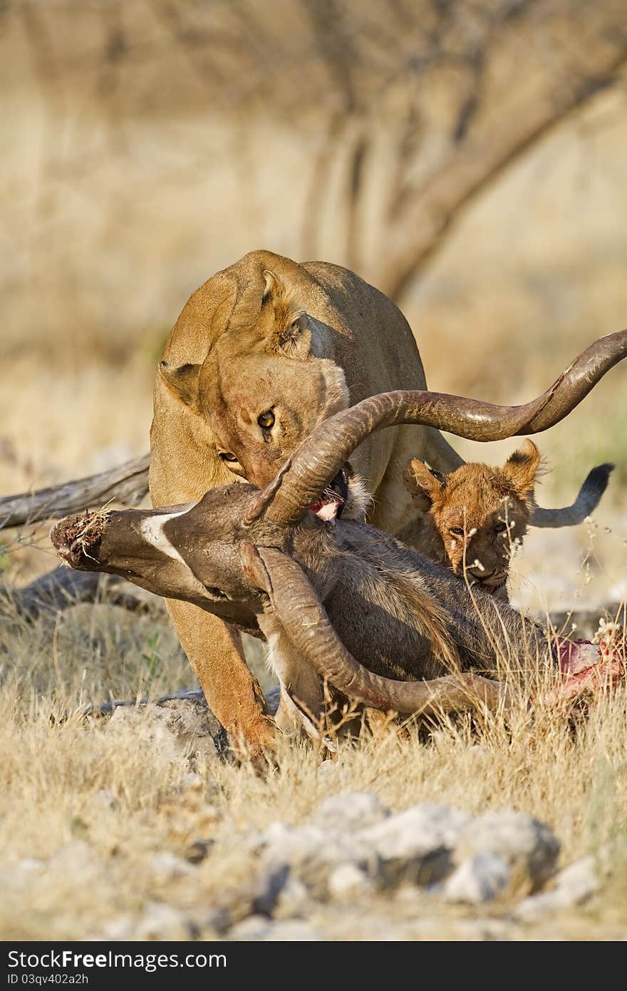 Female lion draging Kudu carcass