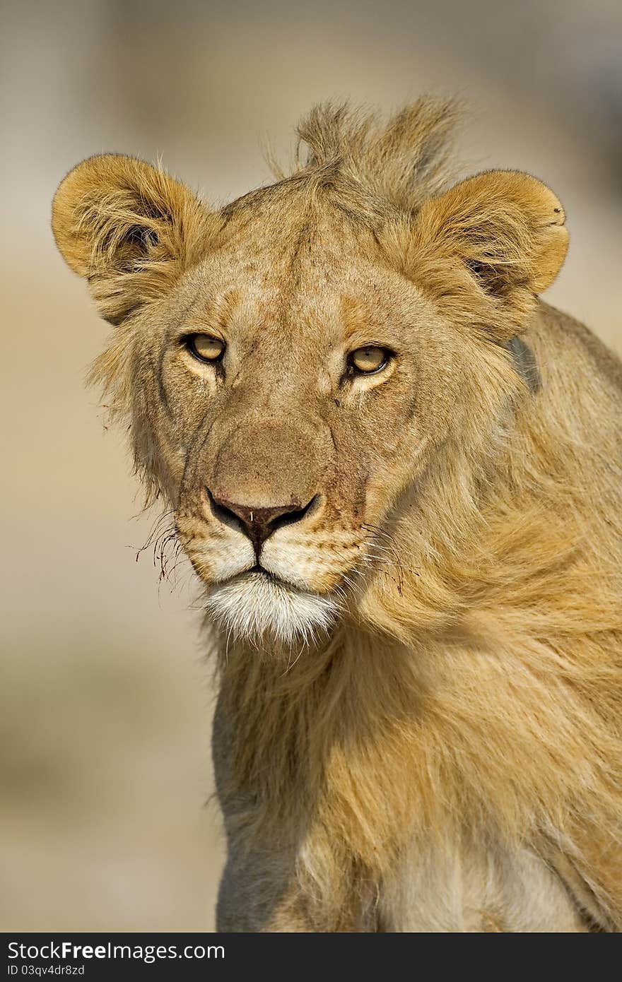 Close-up portrait of young male lion