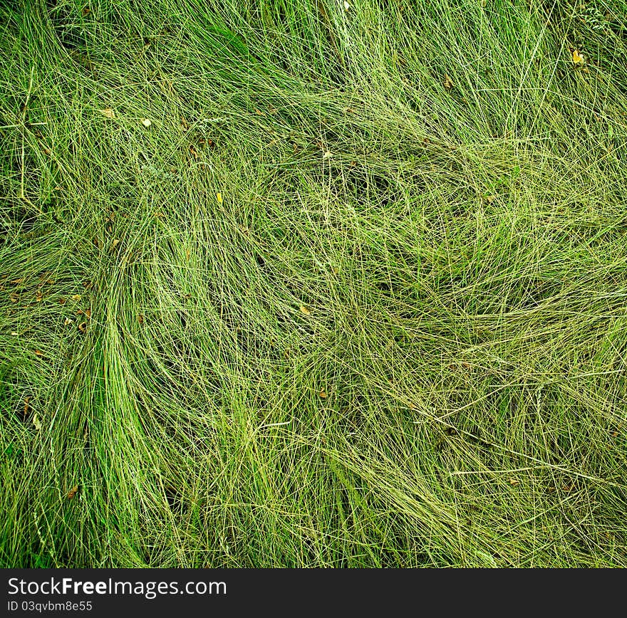 Abstract background of grass. close-up