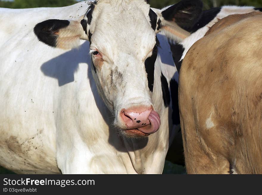 Cows