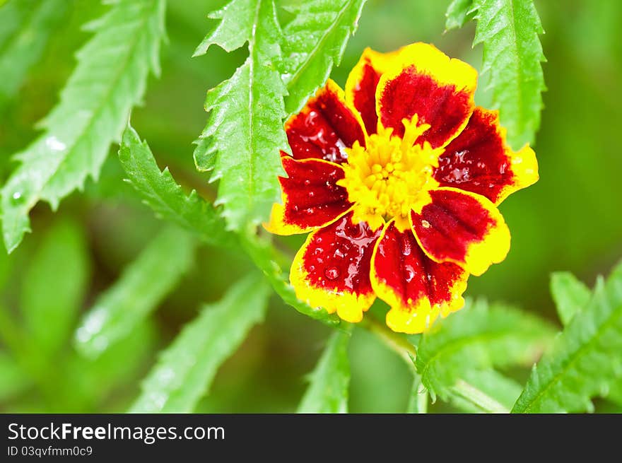 Yellow Marigold flower with soft sun light on a green background