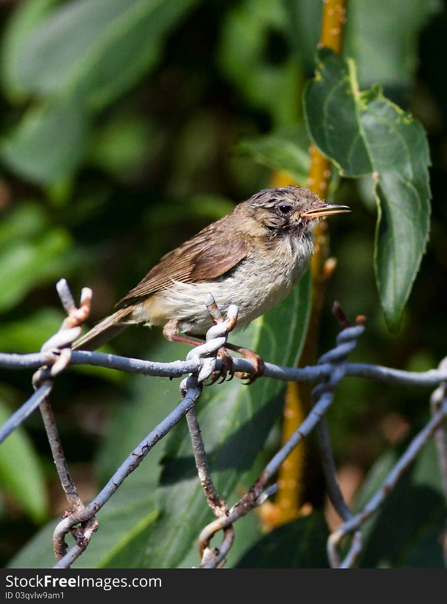 European robin (Erithacus rubecul)