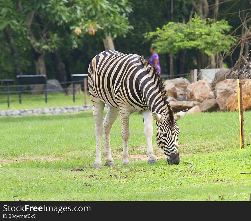 Zebra Wildlife Thawee of Africa