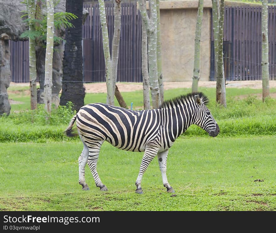 Zebra Wildlife Thawee of Africa