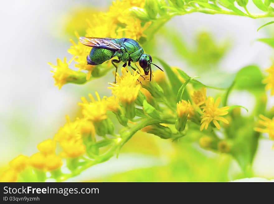 Cuckoo bee