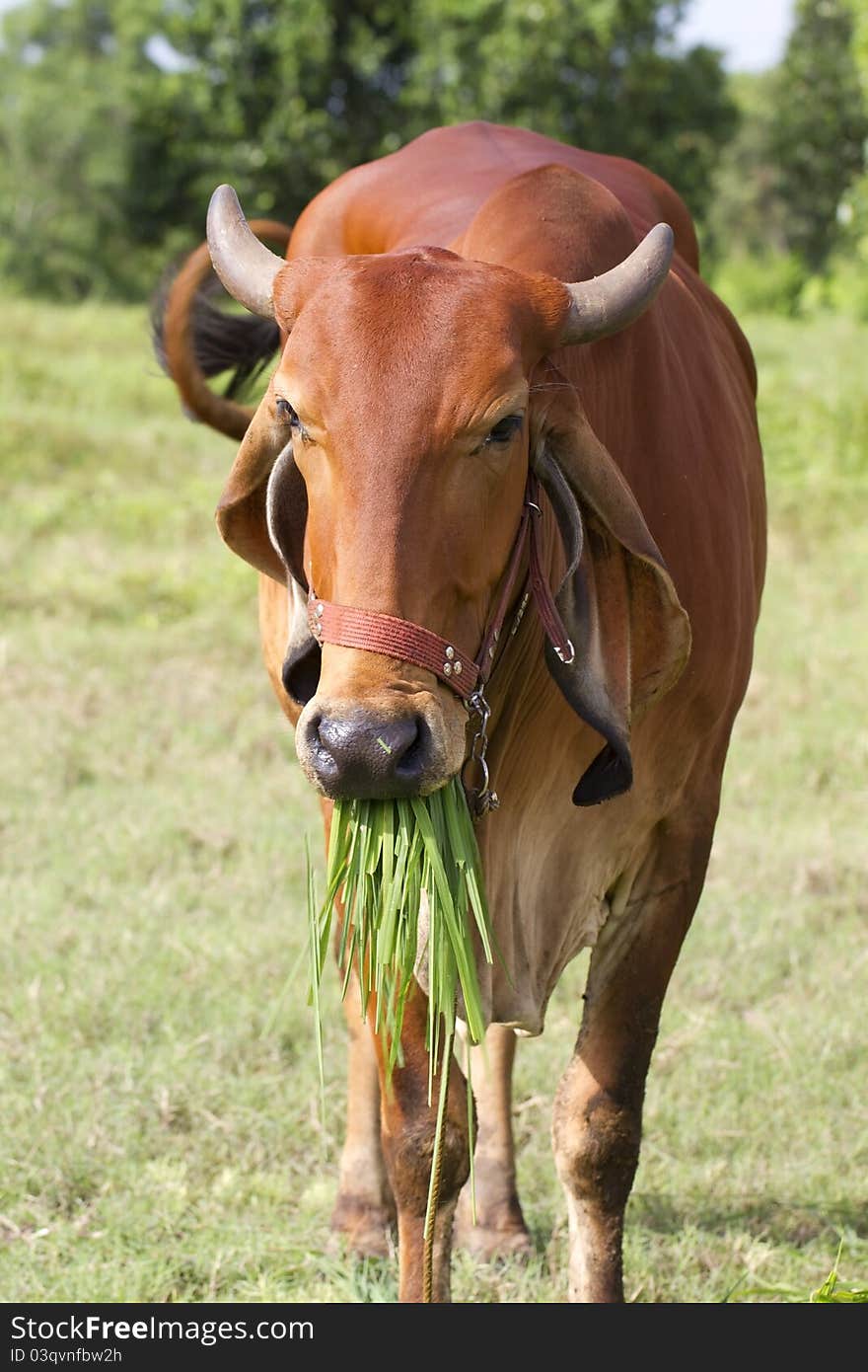 Bovine animals of the farmers. Bovine animals of the farmers.