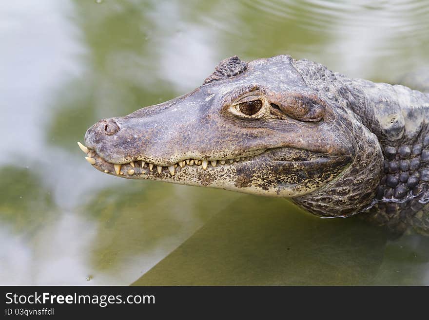 Dwarf caiman (Palaeosuchus palpebrosus),crocodile