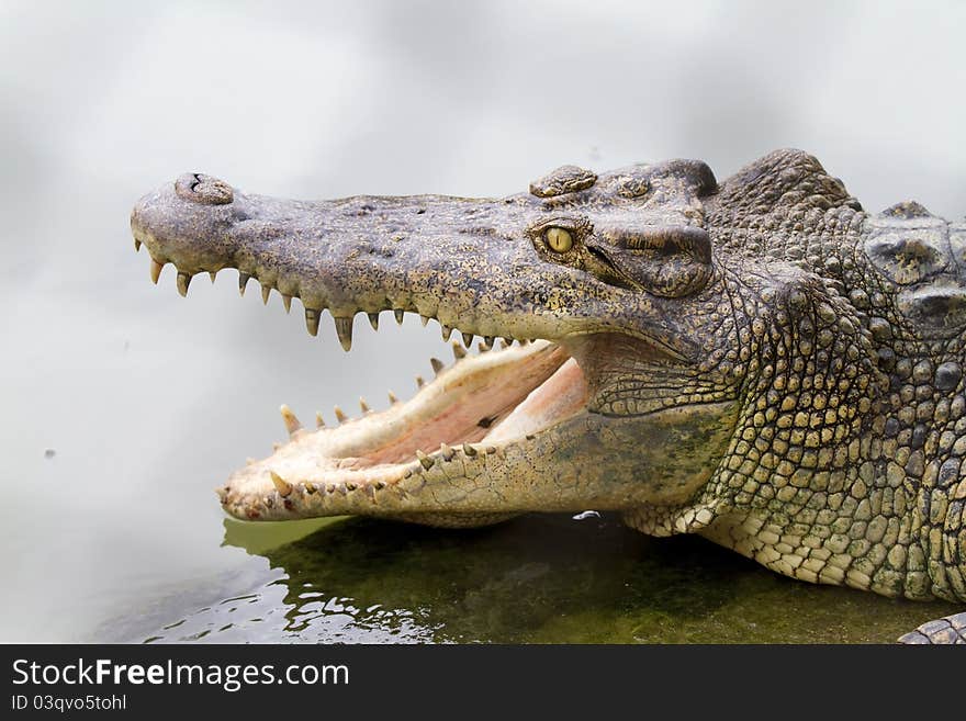 Freshwater crocodiles in the zoo.