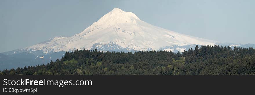 Mount Hood and Trees Panorama