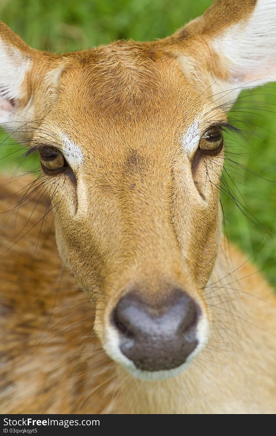 Deer in the zoo,Deer