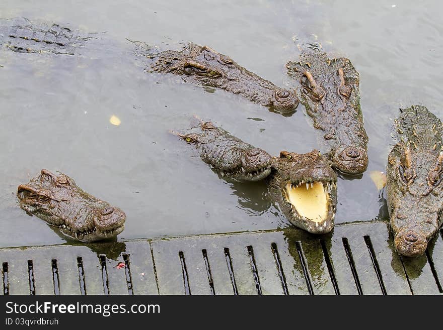 Freshwater crocodiles in the zoo.