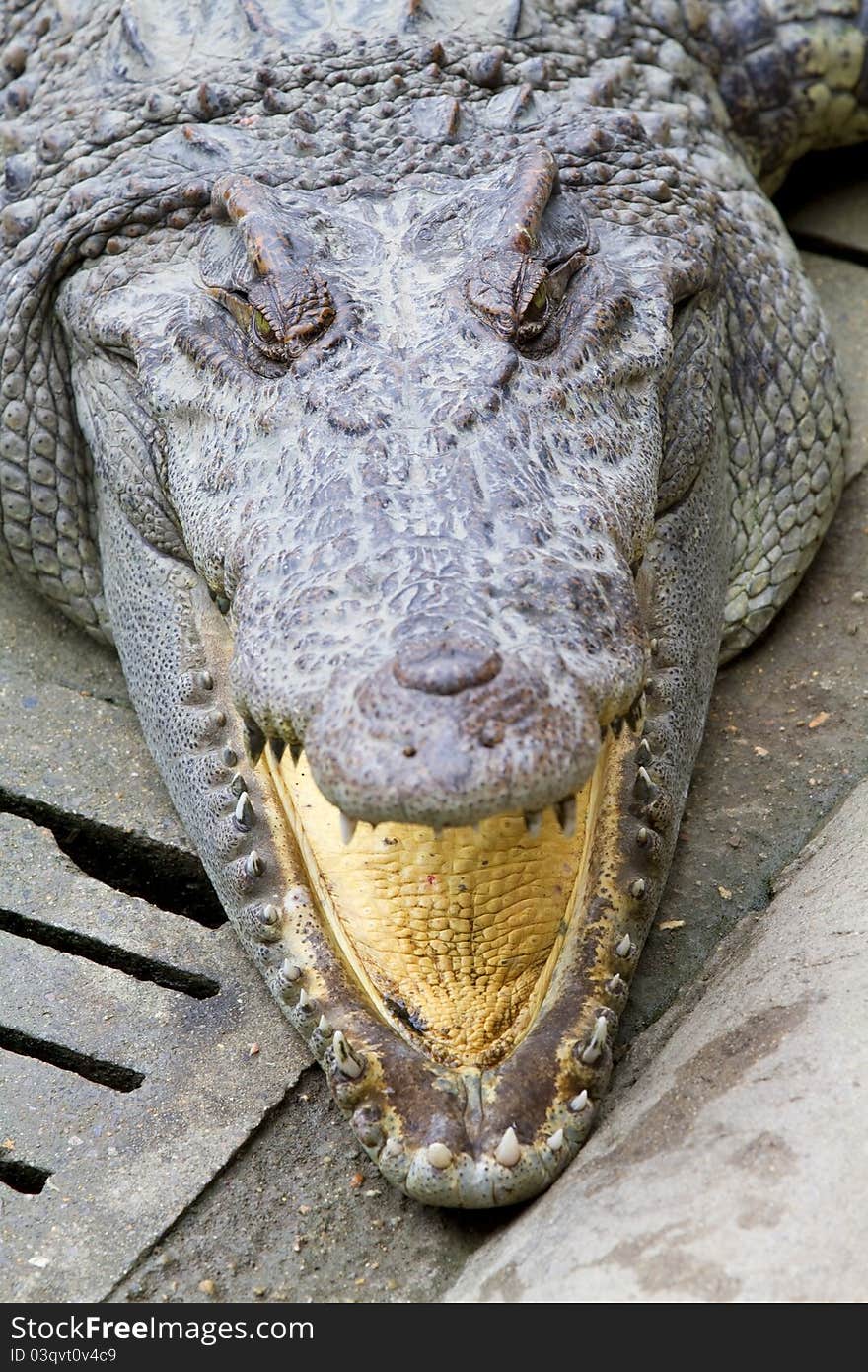 Freshwater crocodiles in the zoo.