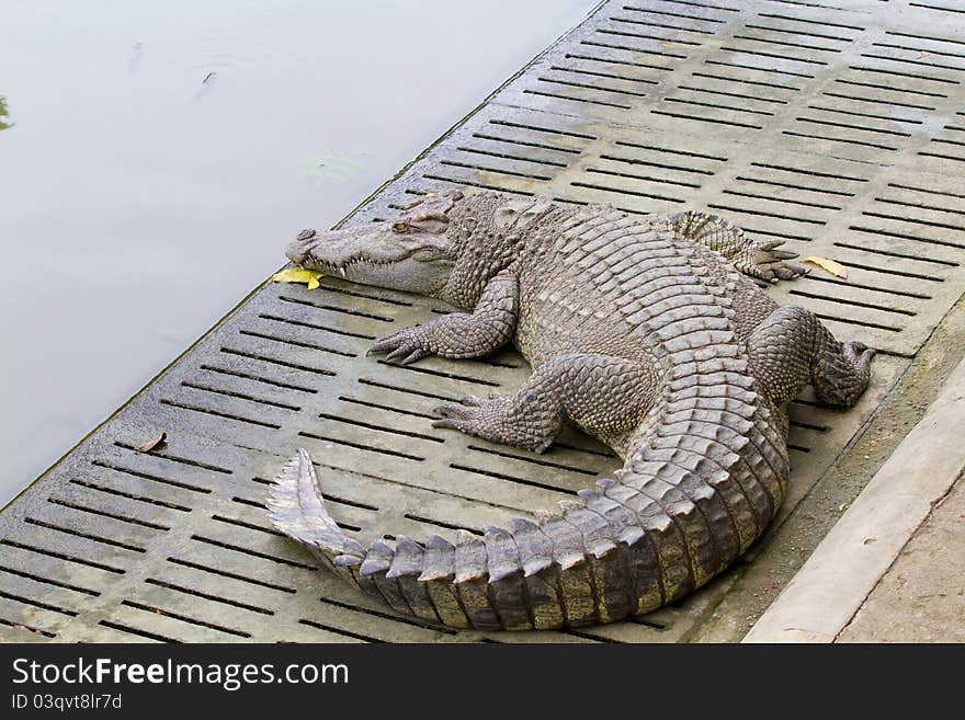 Freshwater crocodiles in the zoo.