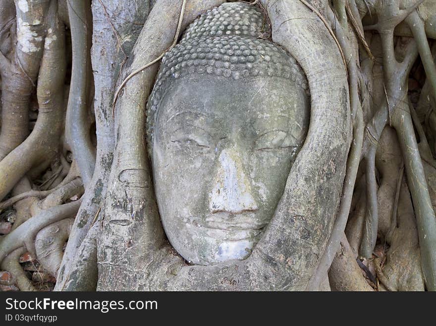 Head of Sandstone Buddha in The Tree Roots at Wat Mahathat, Ayutthaya, Thailand