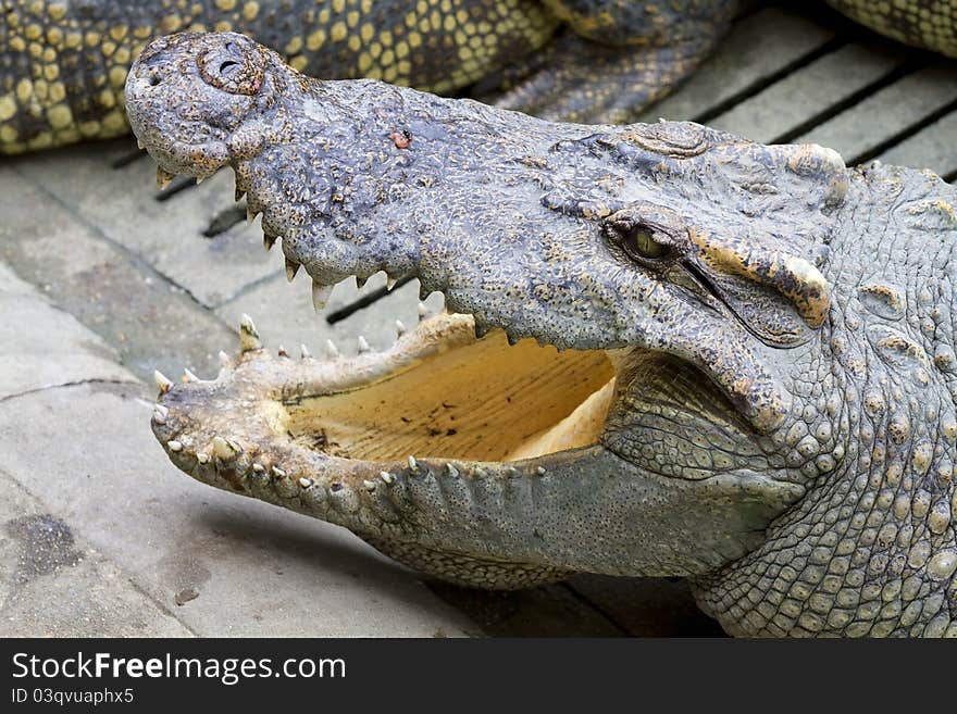 Freshwater crocodiles in the zoo.