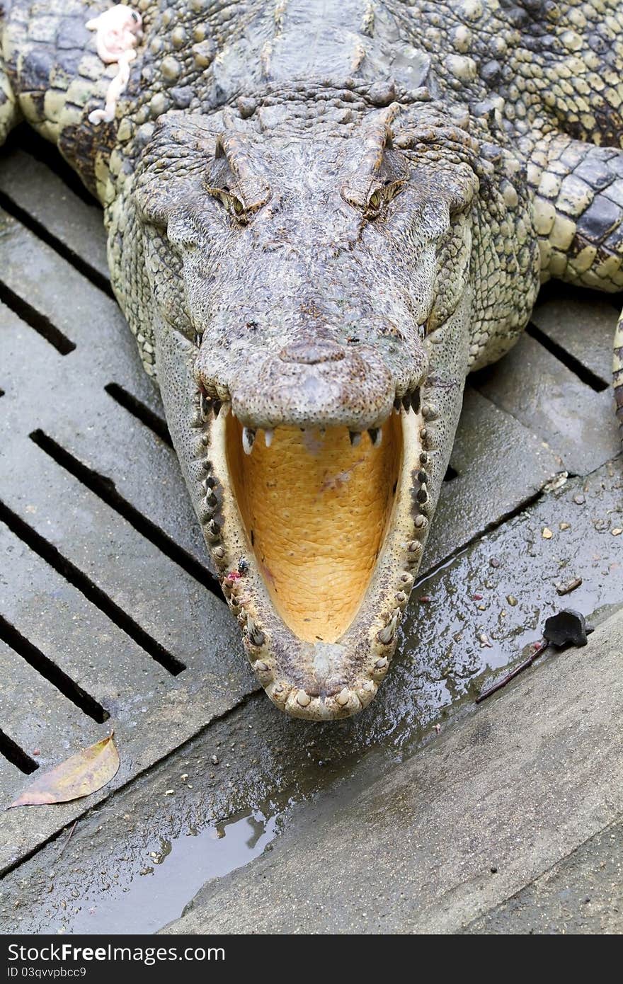 Freshwater crocodiles in the zoo.