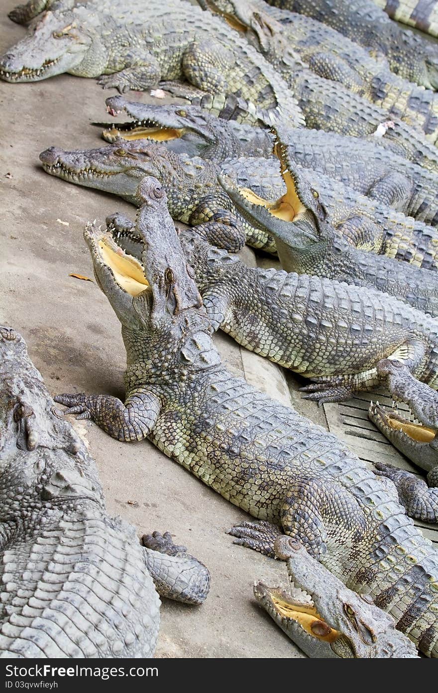 Freshwater crocodiles in the zoo.