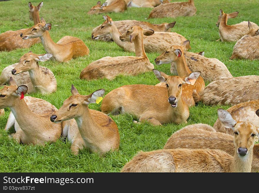 Deer in the zoo,Deer