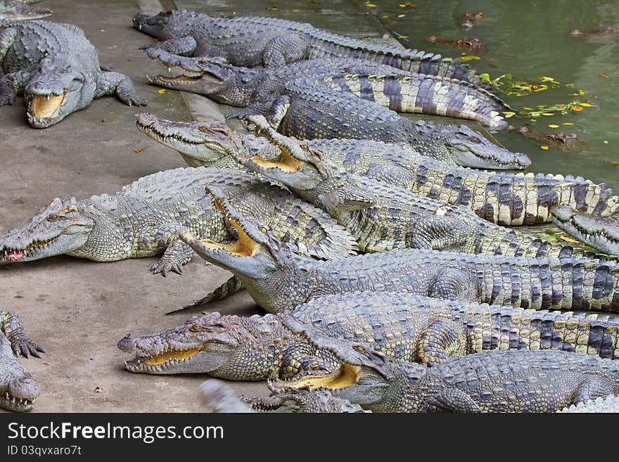 Freshwater crocodiles in the zoo.