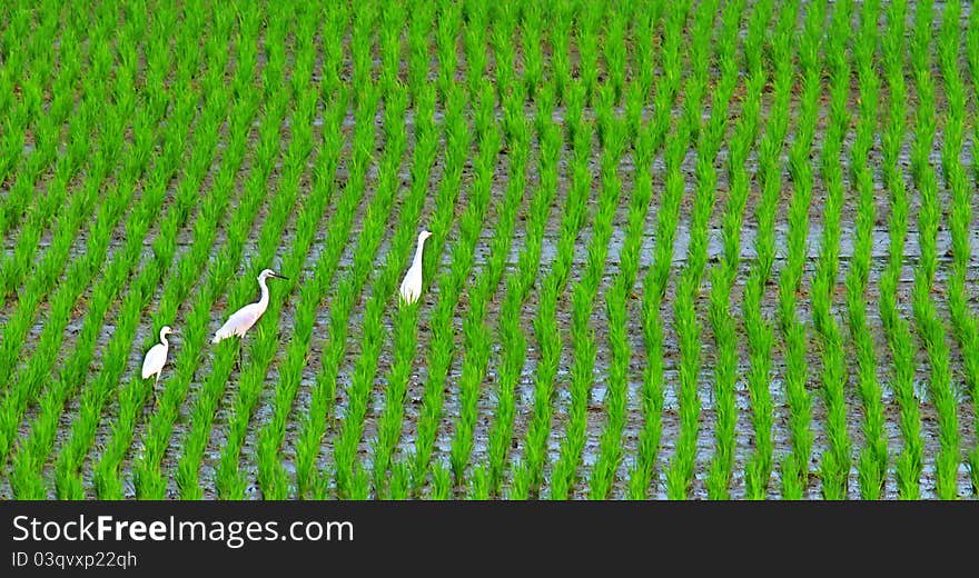 Three cranes walking in the filed. Three cranes walking in the filed