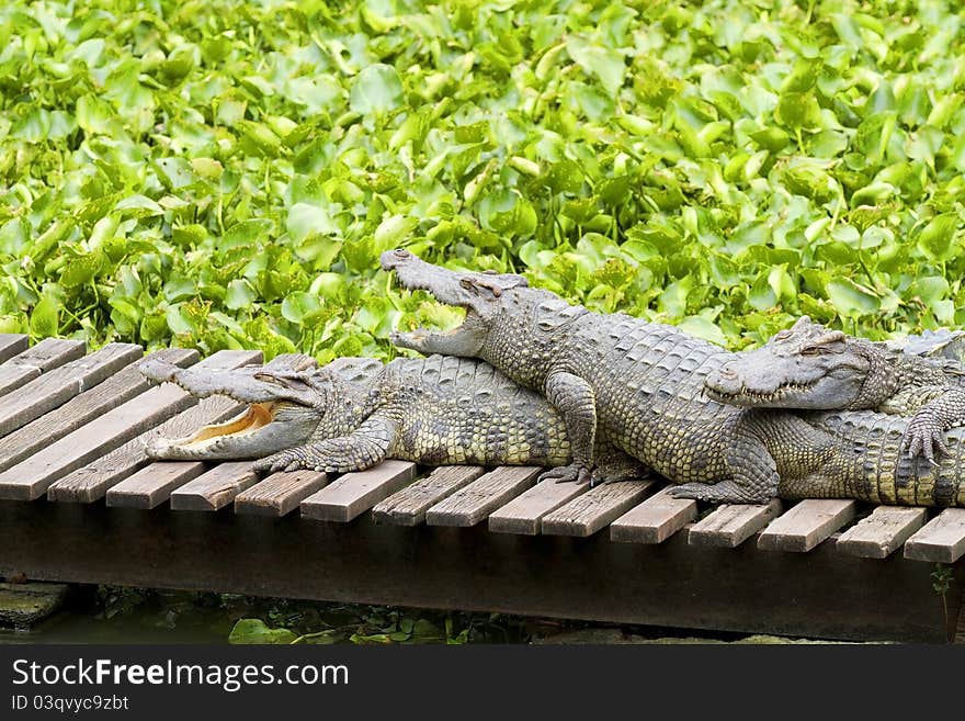 Freshwater crocodiles in the zoo.