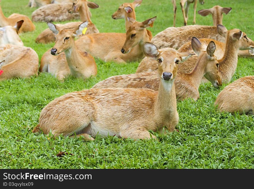 Deer in the zoo,Deer