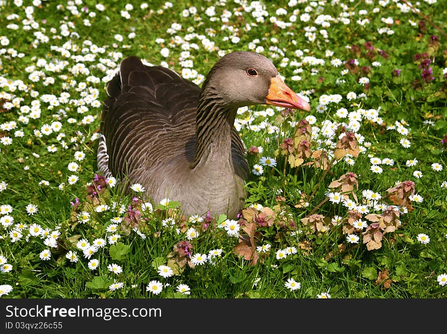 Goose Sitting in a Field of Flowers