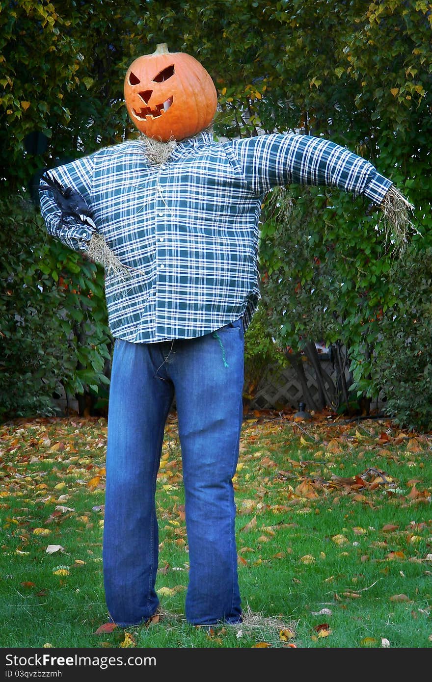 A scarecrow dressed in denim jeans and a blue plaid shirt, with a grinning jack o' lantern (pumpkin) head. A scarecrow dressed in denim jeans and a blue plaid shirt, with a grinning jack o' lantern (pumpkin) head.