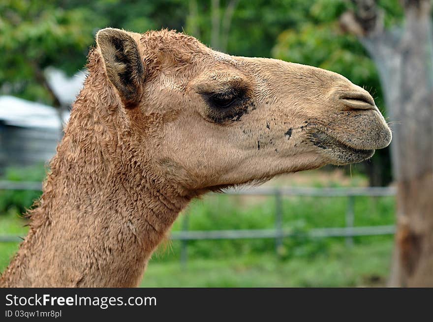 The dromedary or Arabian camel has a single hump. Dromedaries are native to the dry desert areas of West Asia.