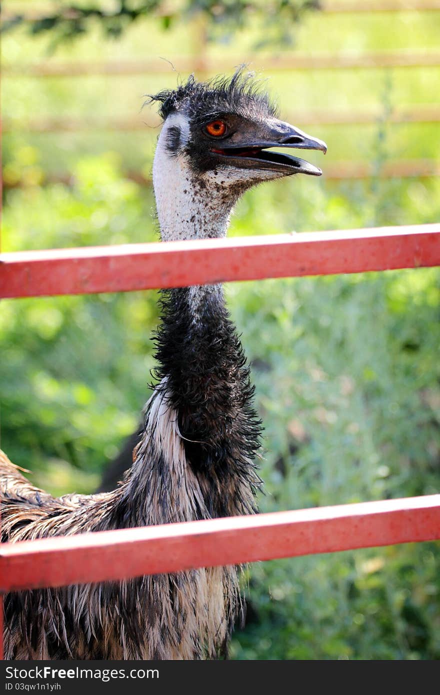 Emu behind fence