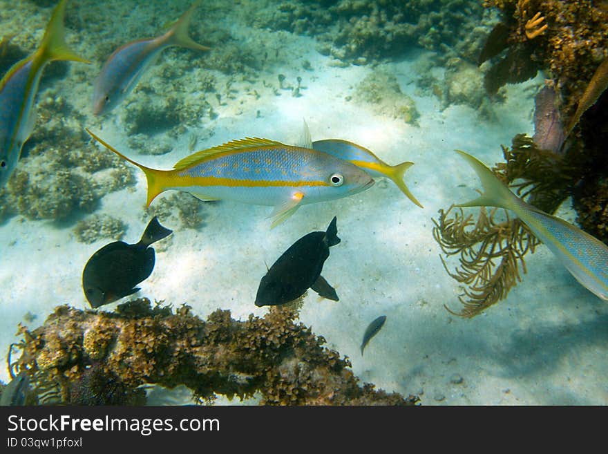 Yellowtail Snapper